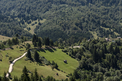 High angle view of pine trees in forest