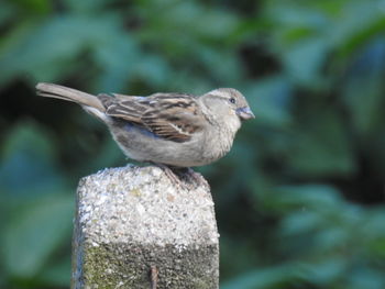 Close-up of bird perching on wood