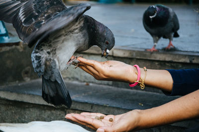 Full length of hand feeding bird