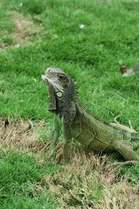 Lizard on a field