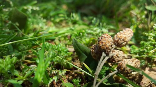 Close-up of mushroom growing on plant