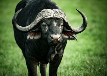 Close-up of buffalo standing on field