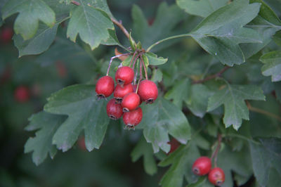 Close-up of cherries hanging on plant