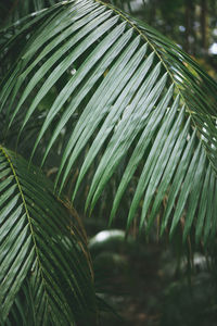 Close-up of palm tree