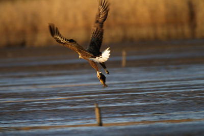 Bird flying over a water