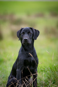 Black puppy sitting on field