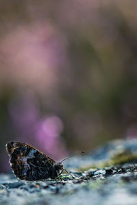 Close-up of  butterfly sitting on rock on land