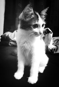 Portrait of cat