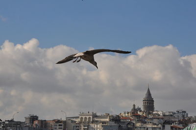 Low angle view of seagull flying against sky