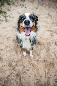 Close-up of dog