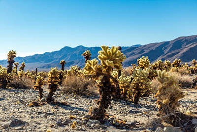 Trees on landscape against clear blue sky
