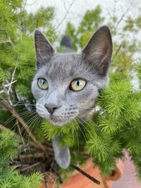 Close-up portrait of cat