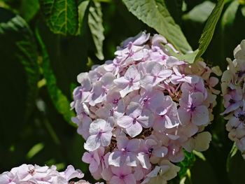 Close-up of pink flowering plant