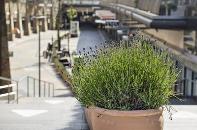 Pots of lavender seperating flows of pedestrians in shopping mall