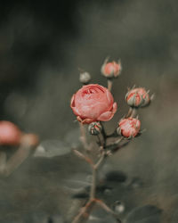 Close-up of pink rose plant