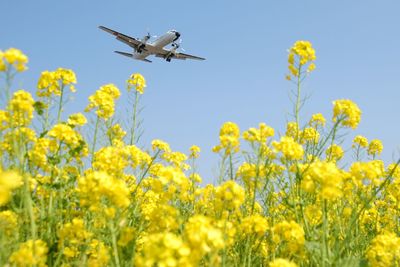 Airliner approaching fukuoka airport with canola flower field