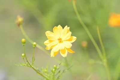 Close-up of yellow flowering plant