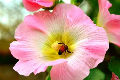 Close-up of pink flower