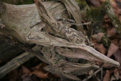 Close-up of lizard on tree