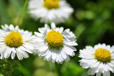 Close-up of white daisy flowers