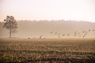 Beautiful flock of migratory goose during the sunrise near the swamp in misty morning. 