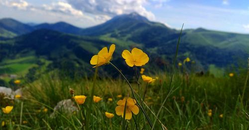 Close-up of yellow flowering plant on field