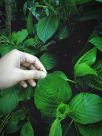 Close-up of cropped hand holding leaf