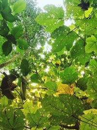 Low angle view of fruits on tree