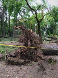 Trees growing in forest