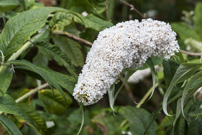 Close-up of white flowering plant