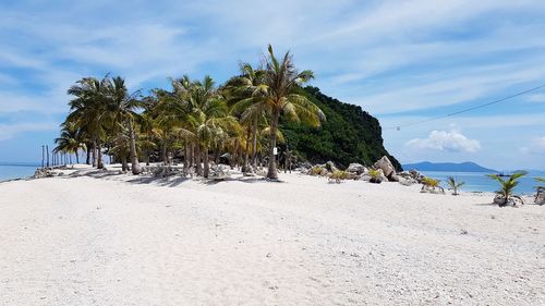 Palm trees on beach against sky