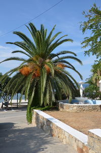 Palm trees growing by road against sky