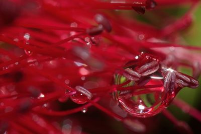 Close-up of red plant