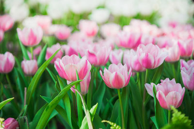 Close-up of pink flowers blooming outdoors