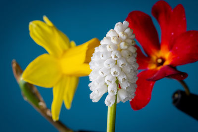 Close-up of blue flower