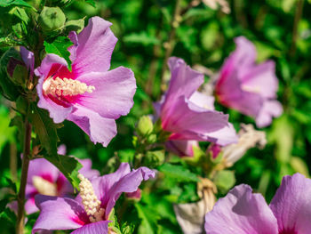 Close-up of pink flowers growing on plant