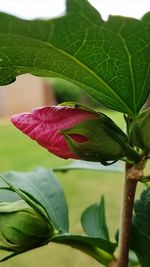 Close-up of flower