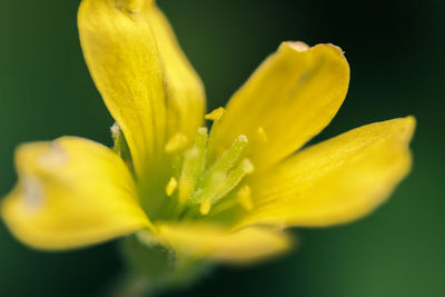Close-up of yellow flower against black background
