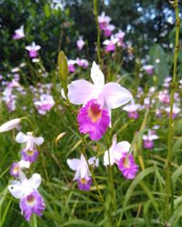 Close-up of flowers blooming outdoors