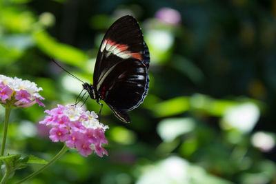 Close-up of butterfly on plant