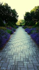 Narrow pathway along trees