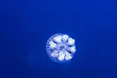 Close-up of jellyfish swimming in sea