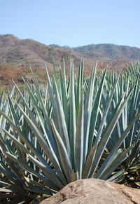 Cactus in field against clear sky