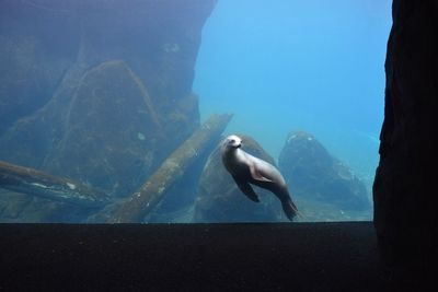 High angle view of fish swimming in sea