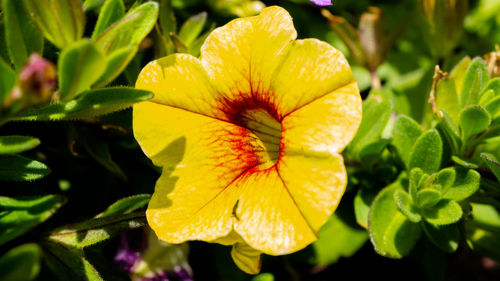 Close-up of raindrops on yellow flowering plant