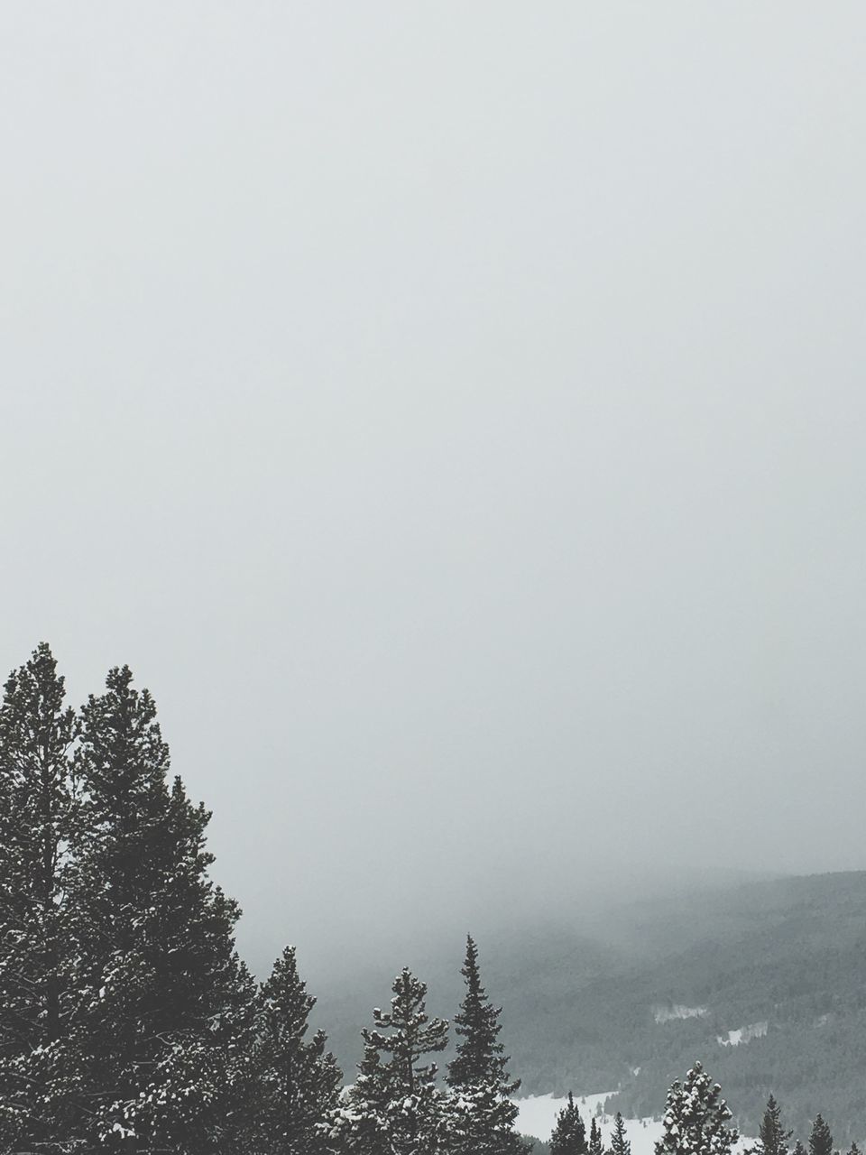 tree, clear sky, copy space, tranquility, foggy, tranquil scene, weather, beauty in nature, scenics, nature, growth, sky, low angle view, outdoors, day, no people, branch, non-urban scene, winter