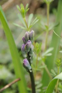 Close-up of purple flowering plant