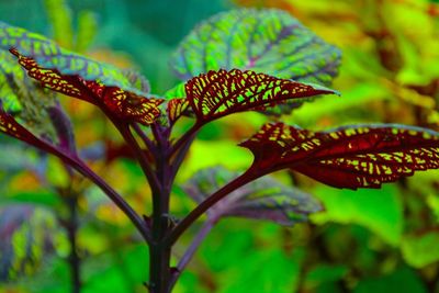 Close-up of plant