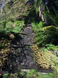Plants growing in forest