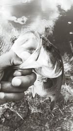 Cropped image of hand holding fish at lakeshore